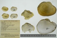 Potamilus capax image