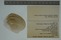 Epioblasma rangiana image