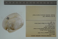 Epioblasma rangiana image