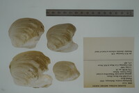 Epioblasma torulosa image