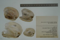 Epioblasma torulosa image