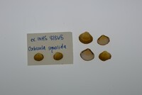 Media resource of Corbicula squalida