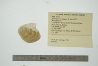 Epioblasma propinqua image