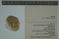 Epioblasma propinqua image