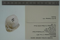 Epioblasma propinqua image