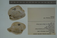 Epioblasma torulosa image