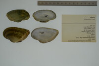 Alasmidonta marginata image