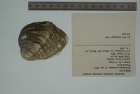 Epioblasma propinqua image