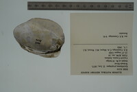 Epioblasma propinqua image