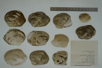 Epioblasma torulosa image