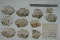 Epioblasma torulosa image