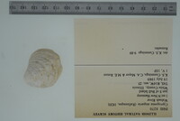 Cyprogenia stegaria image