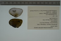 Epioblasma triquetra image