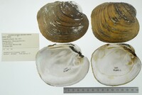 Lampsilis abrupta image