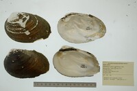 Plethobasus cyphyus image