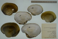 Potamilus capax image