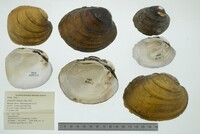 Lampsilis abrupta image