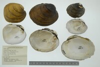 Lampsilis abrupta image