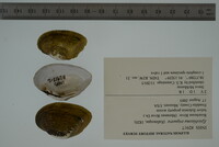 Epioblasma triquetra image