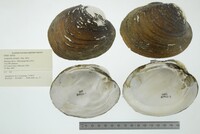 Lampsilis abrupta image