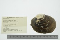 Lampsilis abrupta image