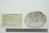 Lampsilis abrupta image