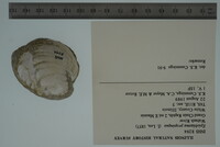 Epioblasma propinqua image