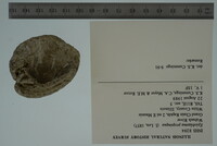 Epioblasma propinqua image