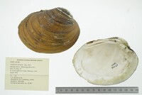 Lampsilis abrupta image