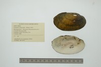 Lampsilis siliquoidea image