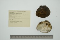 Fusconaia flava image