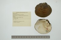 Cyclonaias pustulosa image