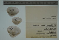 Epioblasma triquetra image