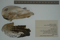 Margaritifera monodonta image