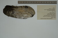 Margaritifera monodonta image