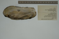 Margaritifera monodonta image