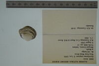 Epioblasma rangiana image