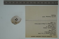 Epioblasma rangiana image