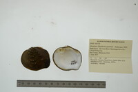 Quadrula quadrula image