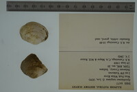 Epioblasma rangiana image