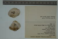 Epioblasma rangiana image