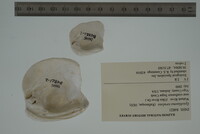 Epioblasma torulosa image