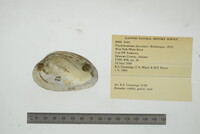 Ptychobranchus fasciolaris image