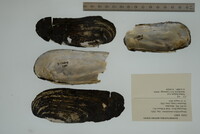 Margaritifera monodonta image