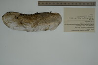 Margaritifera monodonta image