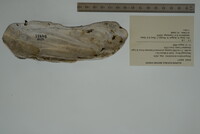 Margaritifera monodonta image