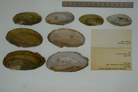 Media resource of Leptodea leptodon