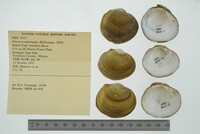 Obovaria subrotunda image