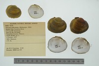 Obovaria subrotunda image