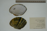 Lampsilis cardium image